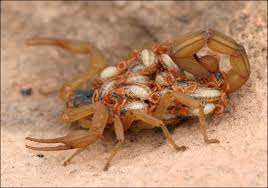 crias bebes de escorpion